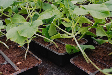 Cucumber is growing in plastic pots. Green plants growing in a greenhouse