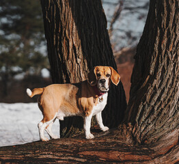 beagle dog portrait
