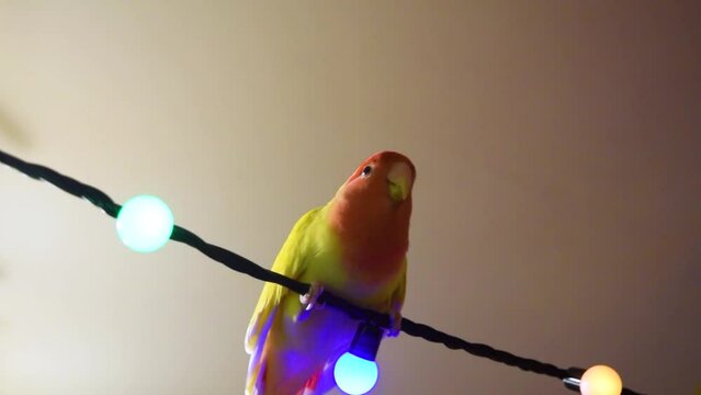 The tamed beautiful lovebird parrot sits swinging on a festive garland with light bulbs. The rosy-faced lovebird (Agapornis roseicollis) at home.