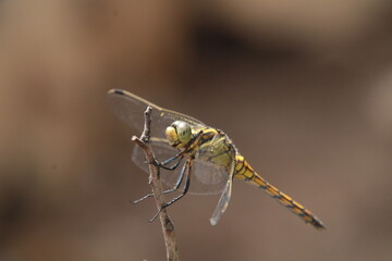 dragonfly