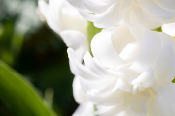 White flower macro petal black and white