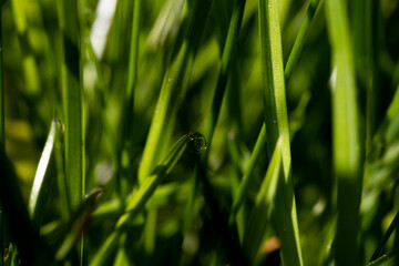 Green grass morning dew water drop