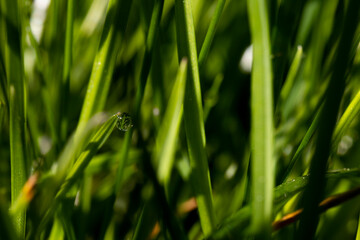 Green grass morning dew water drop