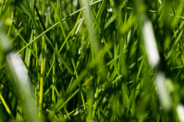 Green grass morning dew water drop