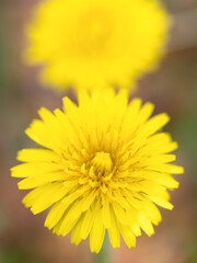 タンポポの花