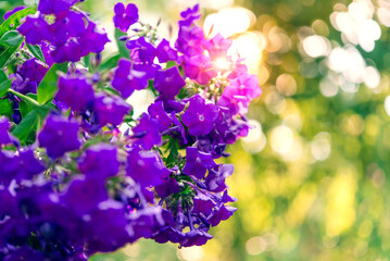 Fototapeta na wymiar Garden phlox (Phlox paniculata), bright summer flowers. Blooming branches of phlox in the garden on a sunny day. Soft blurred selective focus. 