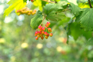 Viburnum, a bunch of berries in the garden	