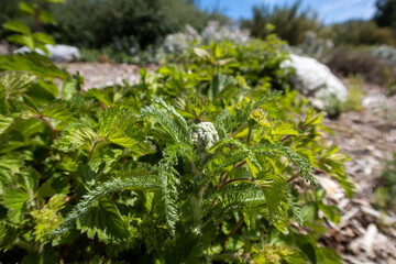 Yarrow Growing in a Horticulture Garden