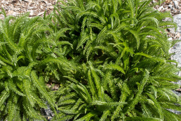 Yarrow Growing in a Horticulture Garden