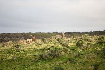 Fototapeta na wymiar herd of elk