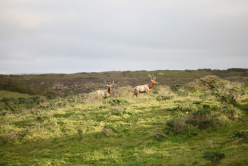 Obraz premium elk in the woods