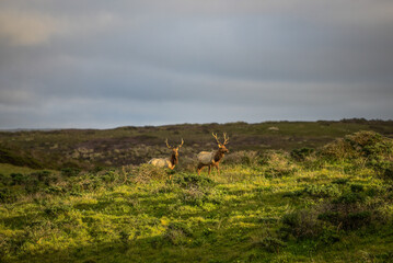 elk in the woods