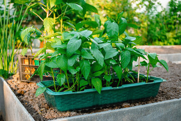 Seedlings are ready for planting in the spring.