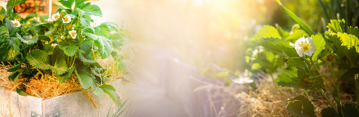 Blooming strawberries in a clearing at sunset. Macro photography, low depth of field. Beautiful...