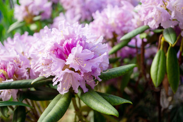 Rhododendron flower in the garden in spring close-up. Pastel spring background of flowers