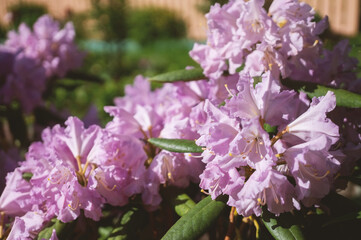 Rhododendron flower in the garden in spring close-up. Pastel spring background of flowers