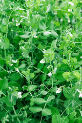 Fresh micro-green pea sprouts. Green twigs of sprouted grains