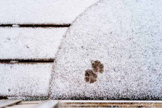 A Set Of Pawprints On A Welcome Mat Covered In Freshly Fallen Graupel Snow.