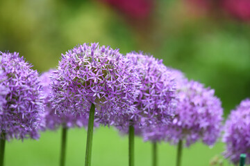 purple allium lucy ball flower blooming in spring - obrazy, fototapety, plakaty