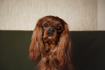 cavalier king charles spaniel