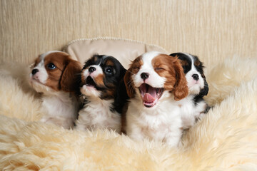 cavalier king charles spaniel