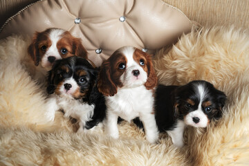 cavalier king charles spaniel