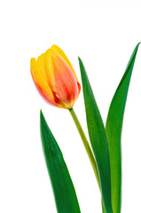  A colorful yellow and orange tulip on a solid white background