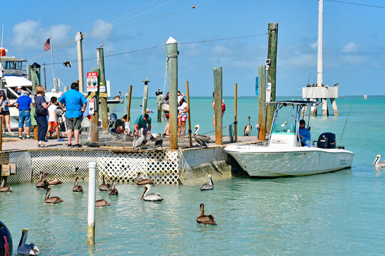 Boat parked at marina dock filled with tourists feeding tarpon in the Florida Keys at Islamorada