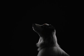 australian shepherd dog © Maria