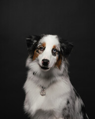 australian shepherd dog