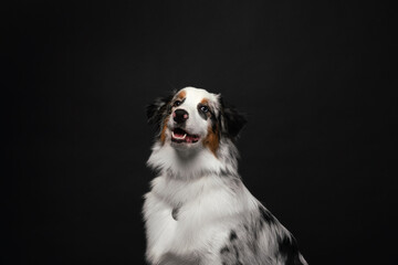 australian shepherd dog