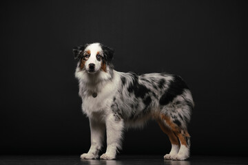 australian shepherd dog