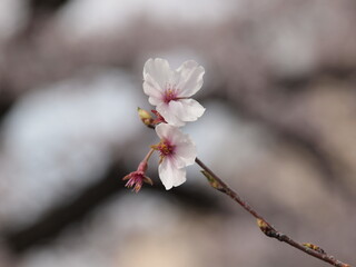桜