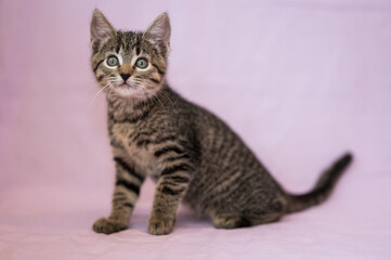 alert kitten on pink background