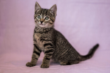 tabby kitten on pink background