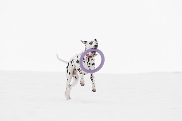 dalmatian dog