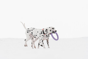 dalmatian dog