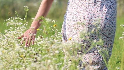 Girl walks on a field of flowers on a summer sunny day in a white dress. Woman runs her hand over the flowers. White daisies sway from the touch of a young girl's hand