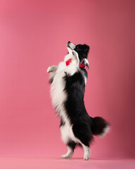 border collie dog