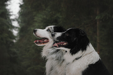 border collie dog