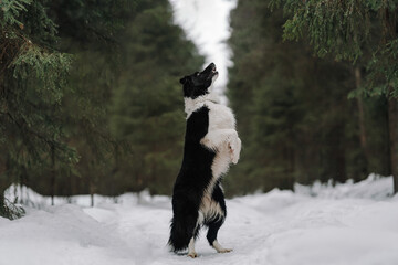 border collie dog