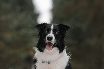 border collie dog