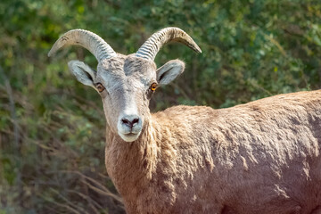 Bighorn Sheep stare