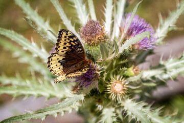 Great Spangled Fritillary on Russian Thistle