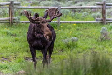 Young Male Moose