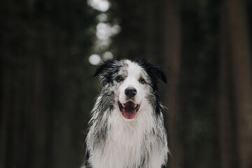 border collie dog