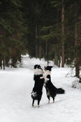 dog in winter forest