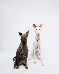 podenco ibicenco dog