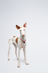 podenco ibicenco dog