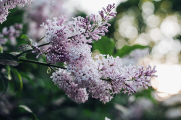 Blooming lilac in the park. Beautiful background of lilac flowers. Purple lilac flowers in a blooming park in spring